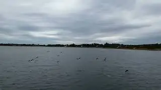 Flying after birds (in the harbor)