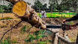 LUMBERJACK Little Harvester and Very Good Work in the FOREST - ZAR AUTO
