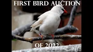Our first bird auction of 2022!