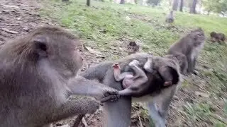 Monkey Drag Baby's Tail So Hard ST565Mono Monkey