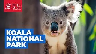 Inside the Great Koala National Park