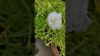 My portulaca collection