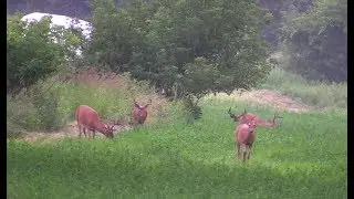No Summer Trail Cam Pics No Problem