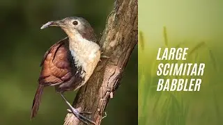 Large scimitar babbler from Namdapha National Park