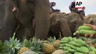 Elephant polo tournament raises money for animal welfare charities