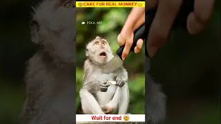 😱Monkey knife cut.....🤯Wait for end 😭🤯#like subscribe please 😱###