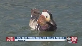 Bright and colorful Mandarin Ducks added to Lake Mirror in downtown Lakeland