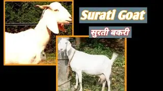 Surati Goat.(सुरती बकरी)#goatfarming #goatfarm