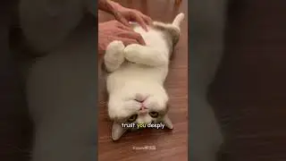 Действительно ли кошки любят, когда им чешут живот? Вся правда о ловушках для кошачьего живота 🐈