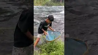mencari udang disungai #shortvideo #sungai #shortsfeed