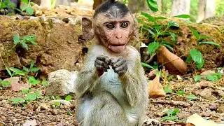 Poor Dustin Baby Monkey Forced Enjoy Orphan Life , Baby Dustin Missing Mom | Sounds Monkey