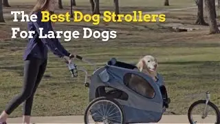 The Best Pet Strollers For Large Dogs