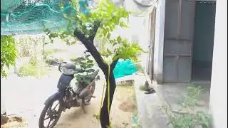M470 gl c&acirc;y cẩm thị sống khỏe 700k lh0328223556