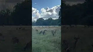 Just 20 minutes outside of Copenhagen - Klampenborg Dyrehave