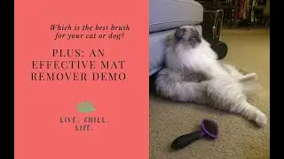 Making sense of pet brushes and effective mat removal