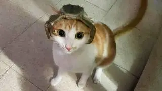You Laugh, You Lose! 🤣 Funny Cat Videos 2026 😹 Part 110