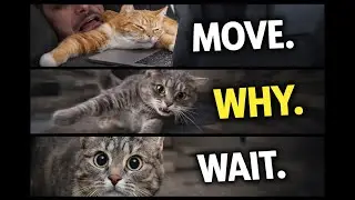 Funny Cat Moments That Make No Sense 😂 (Part 1)