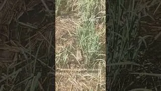 Carpincho descansa en la Reserva Ecol&oacute;gica Costanera Norte-Ciudad Universitaria. #carpinchos #caba