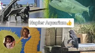 🔥🔥Napier Aquarium🔥🔥Marine Parade in Napier/ Blue Penguines/ Napier / New Zealand Tourism #aquarium 