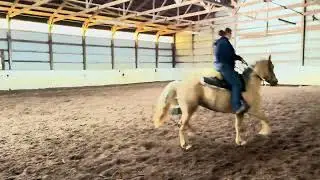 2018 grade Morgan mare