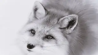 Member Update 1/16/16 Silver Fox