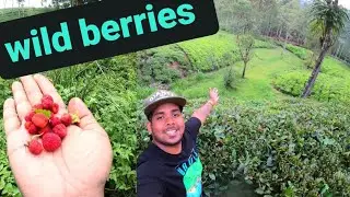 Hunting wild berries.🍀🌿🫐🪴🤠😋😁