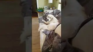 Help prevent separation anxiety, leaving your dog home alone and relaxed.