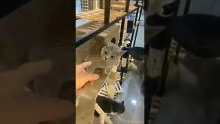 Cat screaming no no no