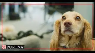 Purina In Society: Our Pets At Work Commitment