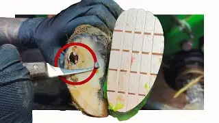 HUGE ROTTEN TOE IN COW'S FOOT   Hoof of the Week