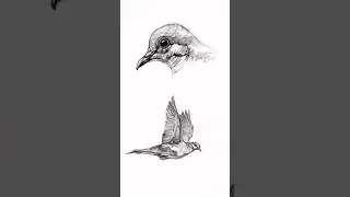 Sketch Daily. #birds #wildlife #art #sketch #sketchdaily #ryankirbyart