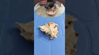 Backyard Chickens Nutrition | Keeping Pets Healthy and Productive | Bread | Dr. ARSHAD