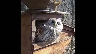 2 Visits of Cheeky Red Squirrel in Mrs Tawny Owl's Nest 🦉🐿️🤣