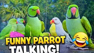 Funny Talking 🦜🦜Parrots  😂 Smart Birds Speaking Like Humans