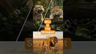Fact: About The Real Strongest Big Cat Revealed! 🐅🦁 Lion Vs Tiger Vs Jaguar #facts #shorts