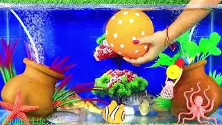 Fish Playing in pond and aquarium,Balloon fish,Ghost knifefish, Aquatic life fish video