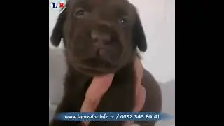 Labrador Fiyatları / labrador.info.tr
