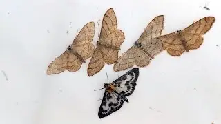 Mothing 2024!