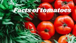 tomatoes facts #shorts ,#youtubeshorts ,#shortsvideo