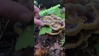 Phaeolus schweinitzii, commonly known as velvettop fungus