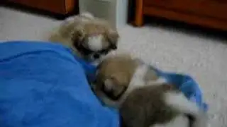 Pekingese puppies having treats