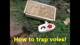 How to trap voles
