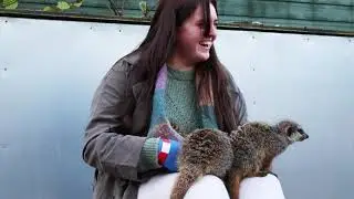 Meerkat Experience at Hoo Zoo