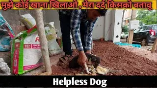 Feeding Milk to injured helpless dog puppy