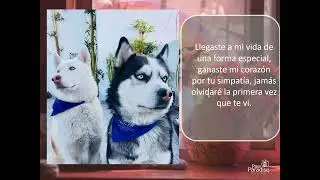 Homenaje Paw Paradise LUPO