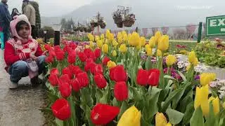 CM Omar Abdullah inaugurates Tulip Show-2025Asia&rsquo;s largest Tulip Garden opens to visitors in Srg
