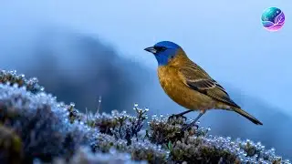 Relaxing Piano Music for Sleep, Stress Relief & Inner Peace | Romantic & Beautiful Calm Music