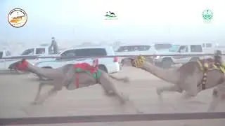 2ـ قعدان مشتركات مفتوح ـ 1500م ـ النشمي ـ حسين بن فرحان الوايلي