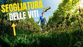 Sfogliatura Vite | Preparazione alla Vendemmia 2020 | Filips Country