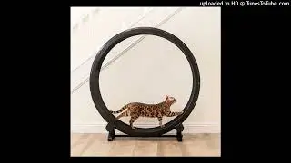 [FREE] jerk x hoodtrap &ndash; &ldquo;catwheel&rdquo; 154 Amin